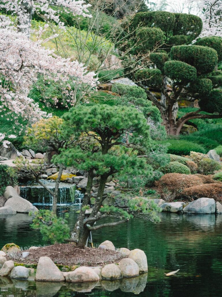 Japán kert tóval, japán cseresznyével és formára metszett növényekkel.